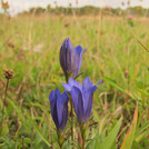 Der Lungenenzian (Gentiana pneumonanthe), eine in Brandenburg vom Aussterben bedrohte Moorwiesenpflanze.