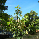 Our cherry Blacky Schwarze Knorpel after planting in summer 2018