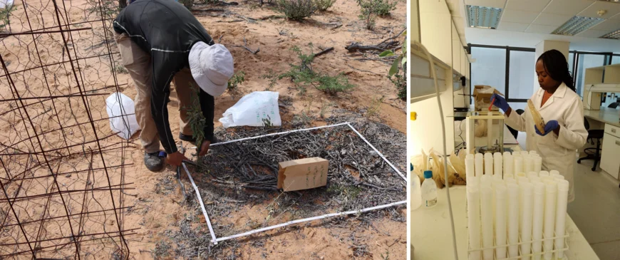On the left a researchers is cutting grass from a very dry and vegetation-poor plot, on the right another researchers is weighing soil in a lab