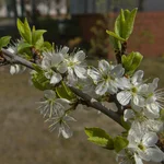 Mirabelle Nancy blüht im April 2020.
