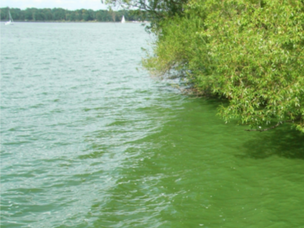 Riverside showing heavy cyanobacterial bloom