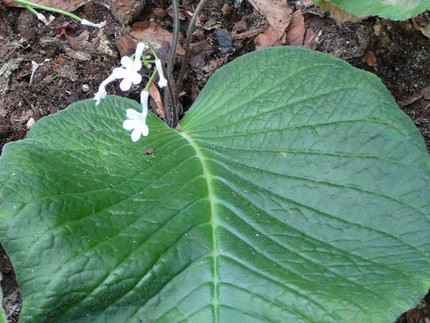 Haygard-Drehfrucht - Streptocarpus haygarthii