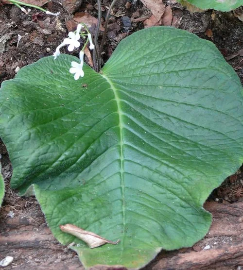 Haygard-Drehfrucht - Streptocarpus haygarthii