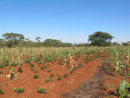 Crop fields provide corn and other crops