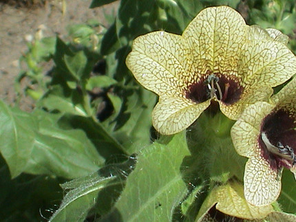 Helbraun Blüten mit dunkler Nervatur vom Schwarzen Bilsenkraut