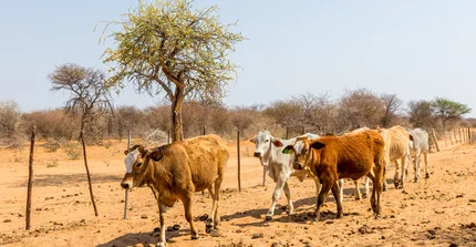 walking cattles
