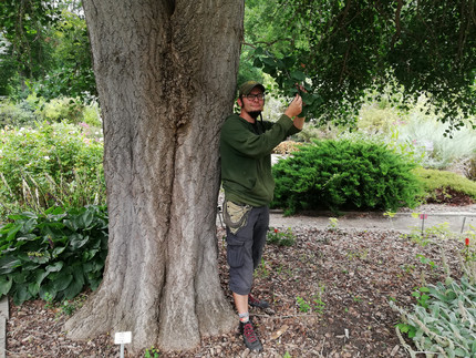 Steffen Ramm lehnt an einem Gingko-Baum