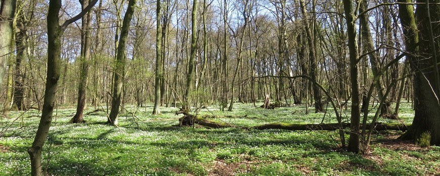 Frühjahrsaspekt im Stellario-Carpinetum im Bredower Forst