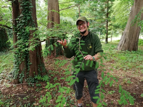 Steffen vor dem Urwaldmammutbaum