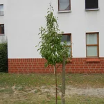 Birne Luise ist dank des Gießens gut durch den Sommer 2019 gekommen.