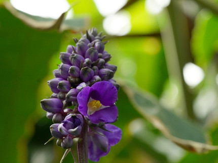 dunkelblaue Blütenrispe