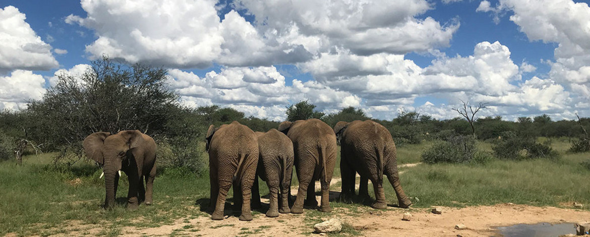 Das Foto zeigt Elefanten in der afrikanischen Savanne. - Internen Link öffnen