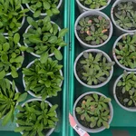 plants in pots