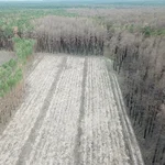 Luftbild verbrannte und gesunde Bäume