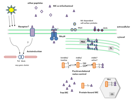 Postulated effects and target sites of microcystin inside the cell