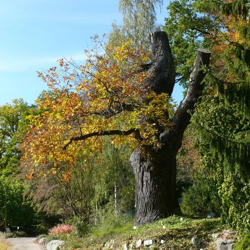 Quercus rosacea