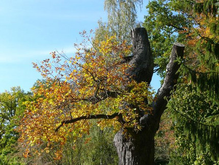 Quercus rosacea