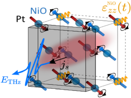 Laser-induced picosecond strain in the Pt-capped antiferromagnetic insulator NiO generates THz radiation.