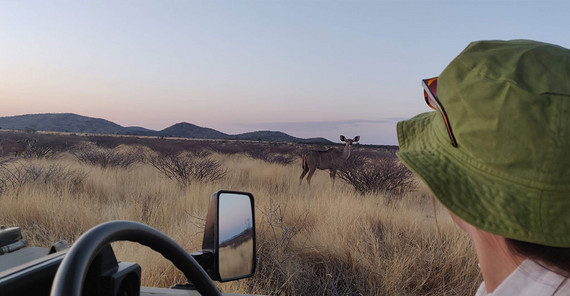 MA student Anna Kraus observing the behavior of kudus.