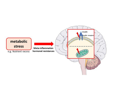 Causes of brain insulin resistance