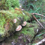 3 Baumpilze an einem mit Moos bewachsenen Baumstamm