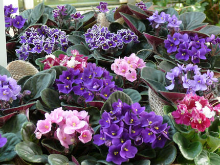 Purple and pink pots of African violets
