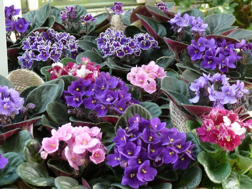 Purple and pink pots of African violets