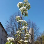 Unsere Kirschen blühen im April 2019.