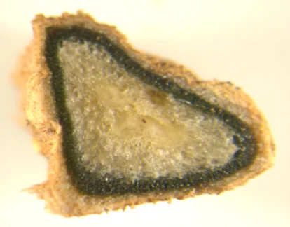 section of a cycadial root showing infection with cyanobacterial symbionts