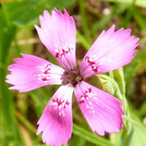 Heide-Nelke - Dianthus deltoides