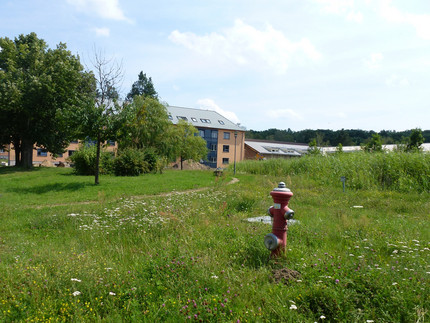 Bühwiese, Schilfgürtel um den Löschteich und Haus 9 im Hintergrund