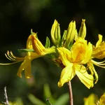 Rhododendron luteum