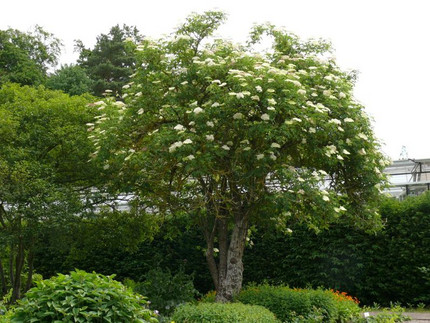 Sambucus nigra