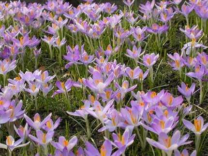 Ein Feld mit Crocus tommasinianus