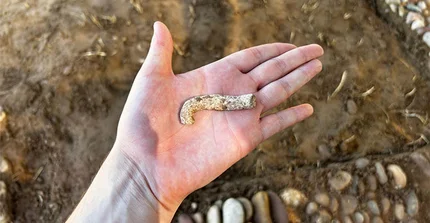 Auf dem Foto ist eine Hand zu sehen in deren Handfläche ein nicht ganz fingerdickes, zylinderförmiges Stück Blei mit starker weißer und brauner Patina liegt. Das knapp 10 cm lange Objekt ist am Ende gebogen.
