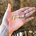 Auf dem Foto ist eine Hand zu sehen in deren Handfläche ein nicht ganz fingerdickes, zylinderförmiges Stück Blei mit starker weißer und brauner Patina liegt. Das knapp 10 cm lange Objekt ist am Ende gebogen.