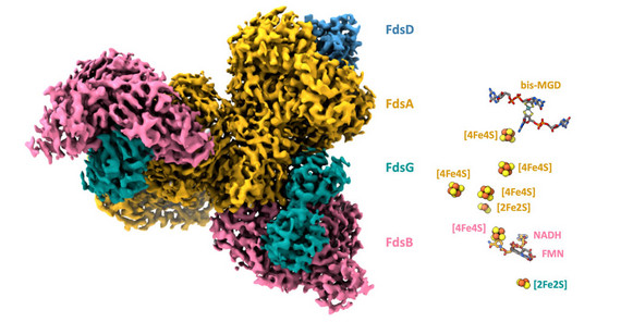 Links: Kryo-EM-Struktur der FDH. Die vier Untereinheiten sind unterschiedlich eingefärbt. Rechts: Die Cofaktoren der FDH, farblich zu den Untereinheiten zugeordnet. | Foto: Prof. Dr. Petra Wendler