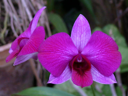Queensland-Orchidee - Dendrobium bigibbum