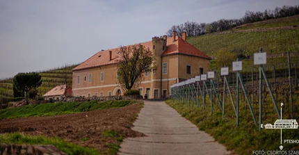 Weingut der Partner-Universität Pécs