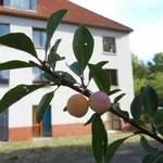 Mirabelle Nancy trägt schon Früchte im Spätsommer 2018.