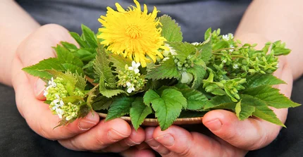 Ein Paar Hände hält gesammelte Wildkräuter, u.a. bühenden Löwenzahn, Brennnessel, Vogelmiere und Giersch, dekorativ arrangiert in die Kamera.