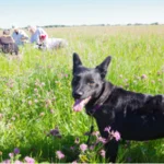 a dog has joined too the excursion participants in the background