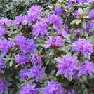 Rhododendron russatum