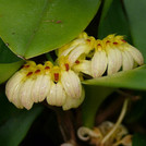 Kranz-Zwiebelblatt - Bulbophyllum corolliferum