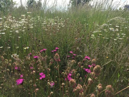 Nahaufnahme einer Bunten Wiese