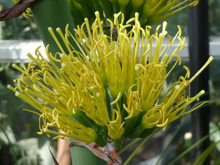 Büffelhorn-Agave - Agave bovicornuta