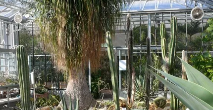 Blick in das Sukkulentenhaus