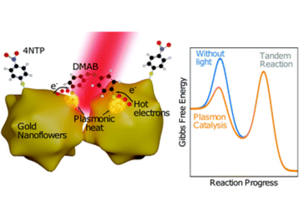 Plasmon-catalyzed 4NTP to DMAB dimerization at Gold nanoparticle surfaces