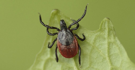 Hönicke has gathered more than 2,500 ticks over the past three years. Picture: Daniel Rolke