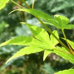 Fächer-Ahorn - Acer palmatum